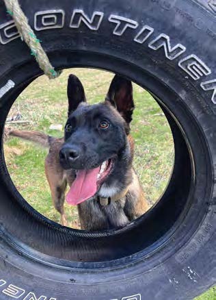K-9 Chase